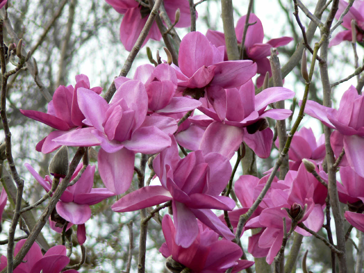 Magnolia campbellii sub species mollicomata Lanarth